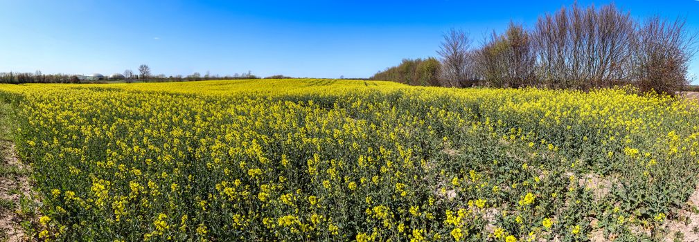 Beautiful high resolution panorama of a northern european country landscape with fields and green grass.