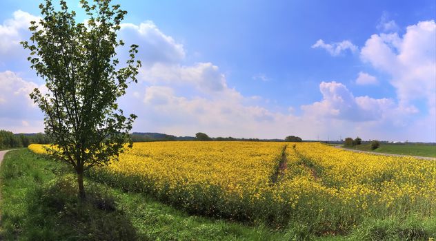 Beautiful high resolution panorama of a northern european country landscape with fields and green grass.