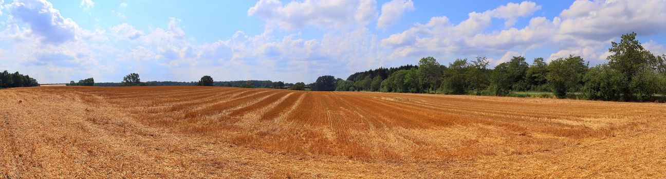 Beautiful high resolution panorama of a northern european country landscape with fields and green grass.