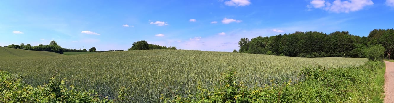 Beautiful high resolution panorama of a northern european country landscape with fields and green grass.