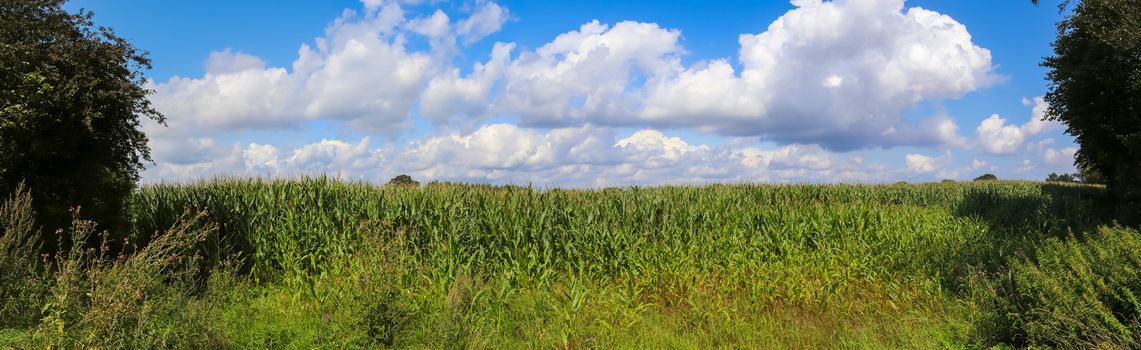 Beautiful high resolution panorama of a northern european country landscape with fields and green grass.