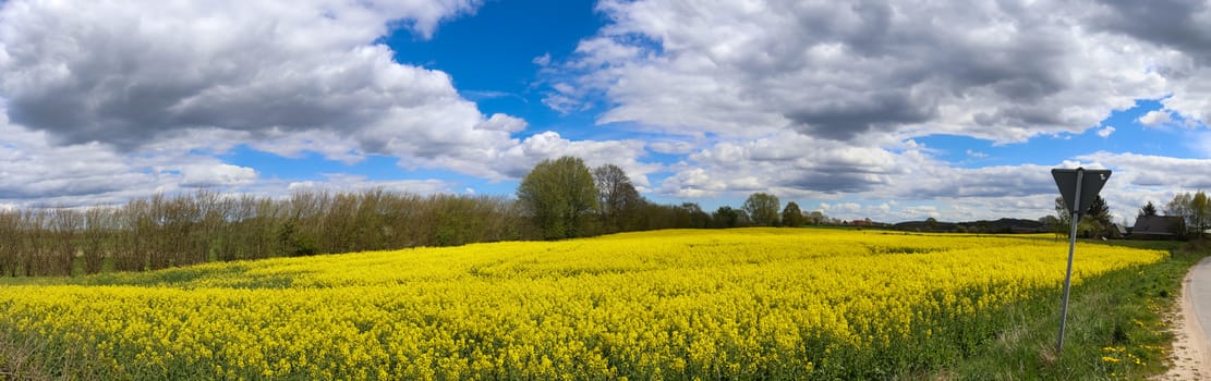 Beautiful high resolution panorama of a northern european country landscape with fields and green grass.