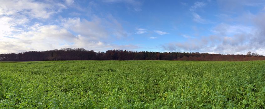 Beautiful high resolution panorama of a northern european country landscape with fields and green grass.