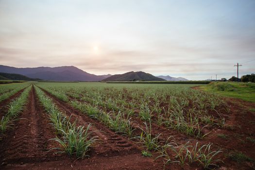 Sugarcane fields near the Daintree in rural Queensland, Australia