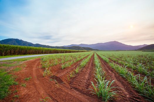 Sugarcane fields near the Daintree in rural Queensland, Australia