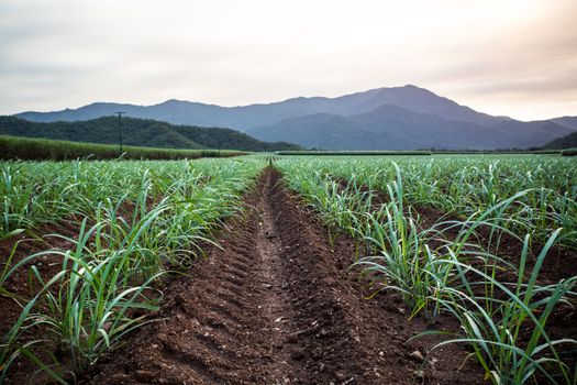 Sugarcane fields near the Daintree in rural Queensland, Australia