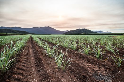 Sugarcane fields near the Daintree in rural Queensland, Australia