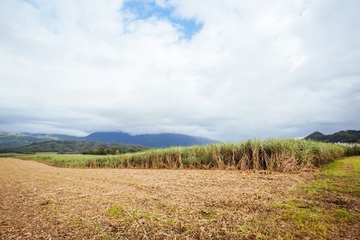 Sugarcane fields near the Daintree in rural Queensland, Australia