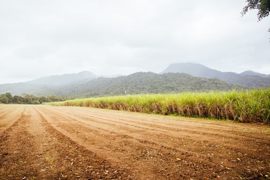 Sugarcane fields near the Daintree in rural Queensland, Australia