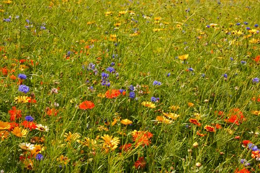 A colourful field of wild flowers, including cornflowers, daisies and buttercups.