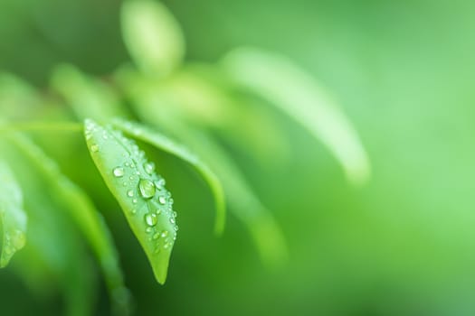 Leaves close up nature view of green leaf on blurred greenery background in garden Use as background image for pasting text or characters