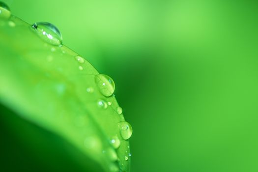 Leaves close up nature view of green leaf on blurred greenery background in garden Use as background image for pasting text or characters