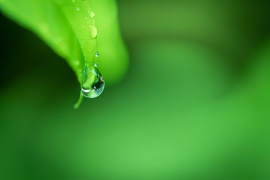 Leaves close up nature view of green leaf on blurred greenery background in garden Use as background image for pasting text or characters