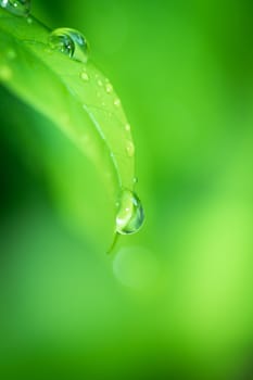 Leaves close up nature view of green leaf on blurred greenery background in garden Use as background image for pasting text or characters