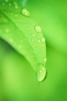 Leaves close up nature view of green leaf on blurred greenery background in garden Use as background image for pasting text or characters