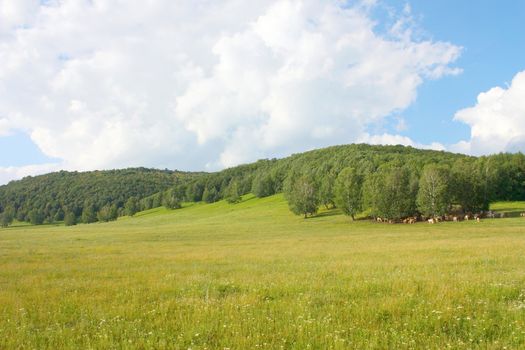 Beautiful summer landscape with forest and herd of cows
