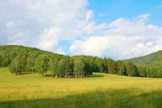 Beautiful summer landscape with forest and herd of cows
