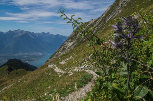 eryngium planum,rocher de naye,vaud,swiss