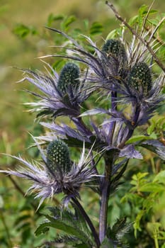 eryngium planum,rocher de naye,vaud,swiss