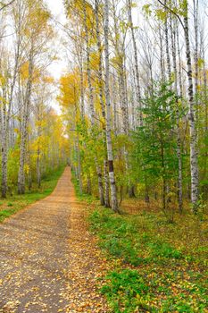 Beautiful landscape. Path in autumn birch grove