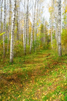 Beautiful landscape with footpath in autumn birch grove
