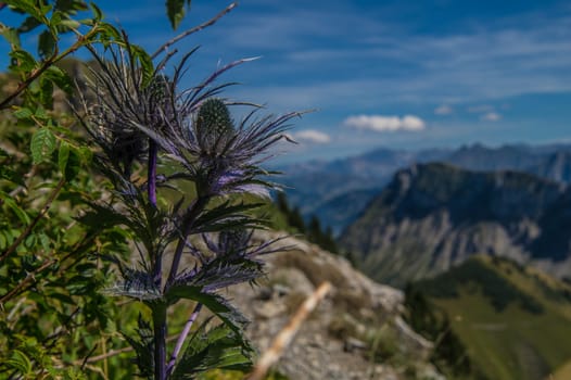 eryngium planum,lac leman,vaud,swiss