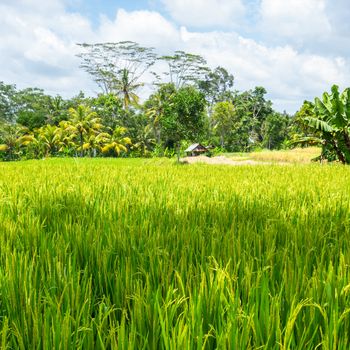 An image of a hut in a rice field in Bali Indonesia