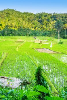 Lush green rice field or paddy in Bali with traditional home in the background in a scenic travel landscape