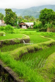 Lush green rice field or paddy in Bali with traditional home in the background in a scenic travel landscape