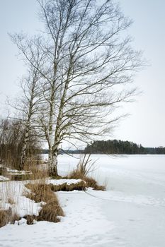 An image of a winter scenery at the Osterseen in Bavaria Germany