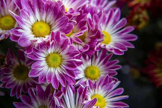 Close up of chrysanthemum flower blooming in the garden