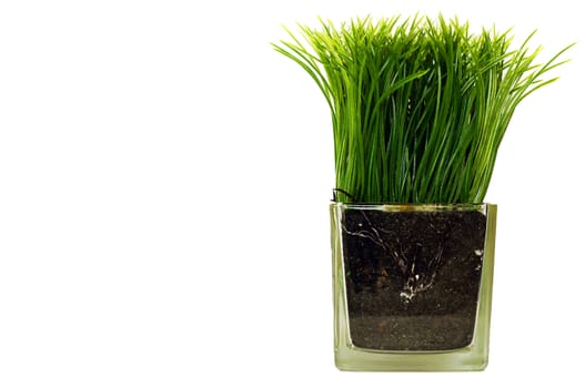 Plastic grass in the glass jar