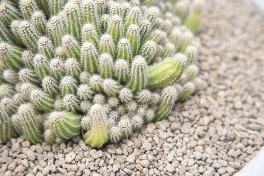 Cactus in pot with stone decorations