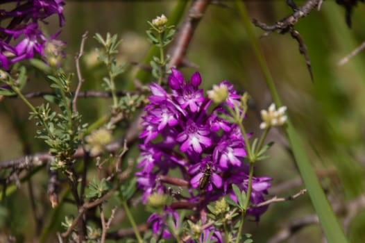 orchis,drome,france