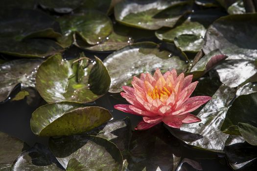 Close up lotus blossom blooming in pond