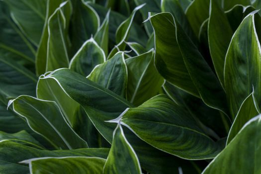 Close up of green leaf texture for background