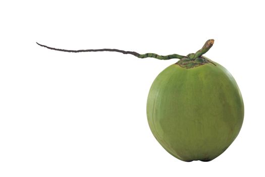 Isolate green coconut on white background