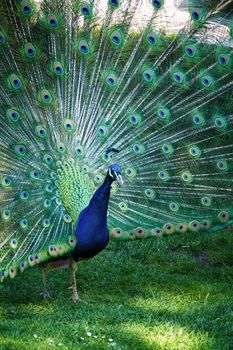 An image of a peacock showing his feathers