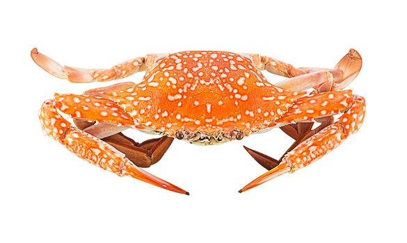 Steam whole crab on white background, blue swimming crab, seafood concept