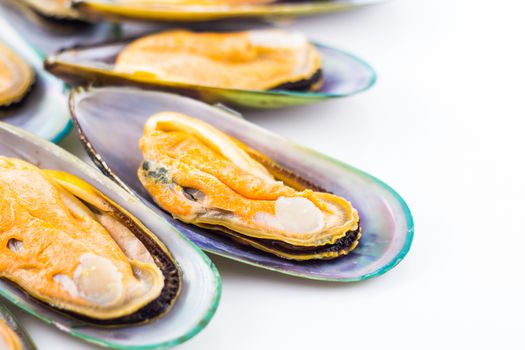Group of fresh green shell mussels on white background