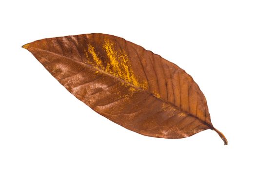 Autumn tree leaf on white background, vintage style  