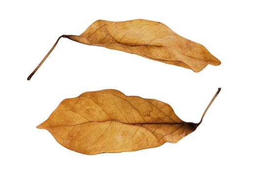 Isolate dry leaves on white background