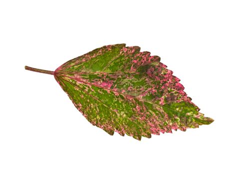 Close up pink leaf on white background, texture pink leaf
