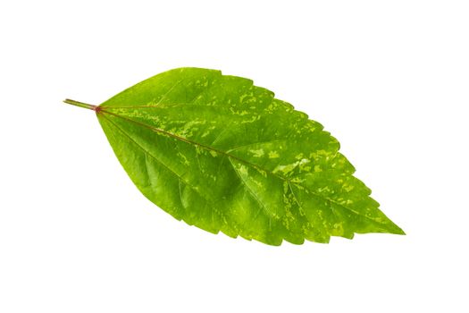 Close up fresh green leaf on white background