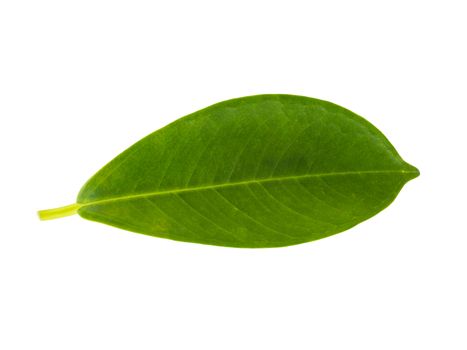 Close up green leaf on white background, green leaf texture 