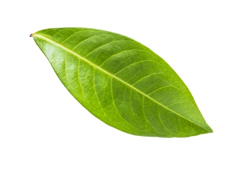 Isolate green leaf on white background, background and texture