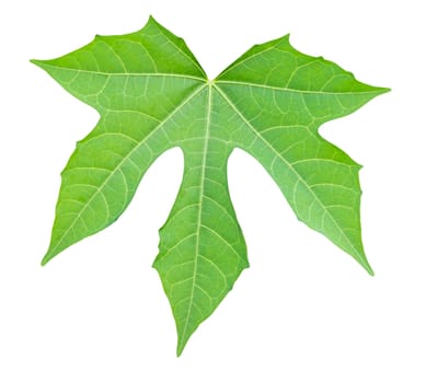 Isolate green leaf on white background with clipping path