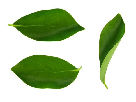 Isolate green leaves on white background