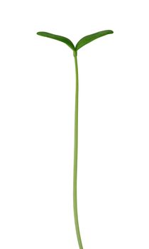 Isolate green young plant on white background
