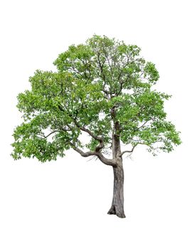 Tree image, Tree object, Tree JPG isolated on white background